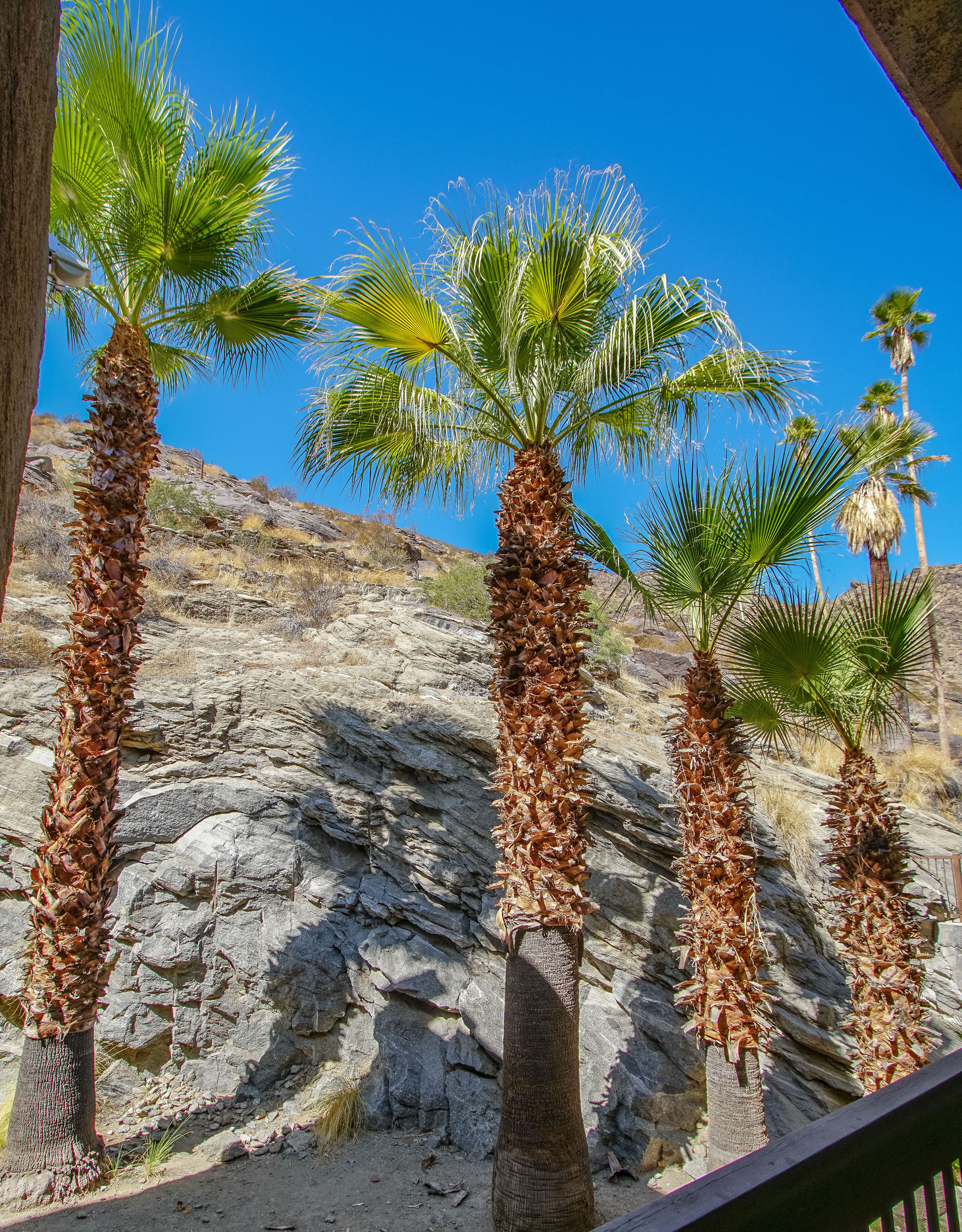 Palm Springs Tennis Club — photo 45 of 49