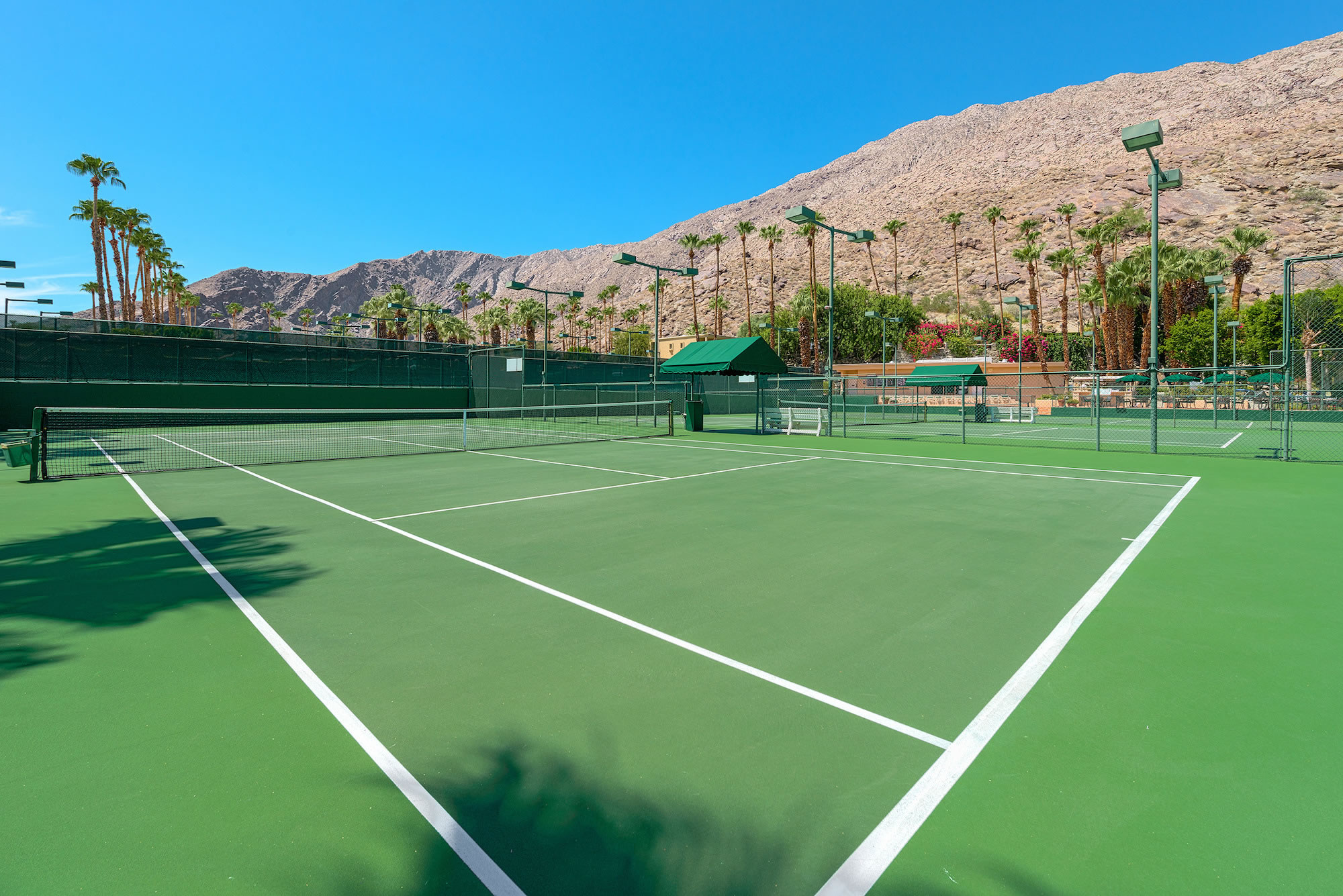 A green tennis court with white lines and a net, surrounded by palm trees and a mountain in the background.